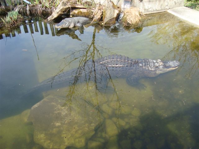 Walter Zoo