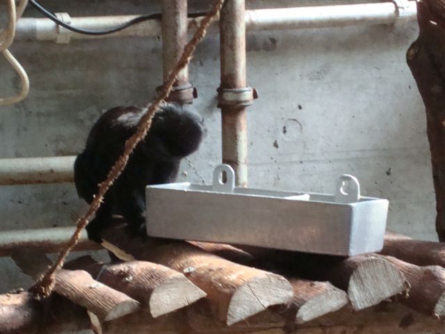 Walter Zoo