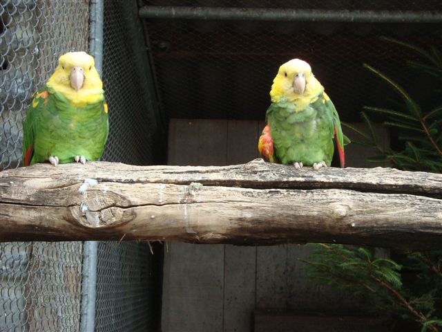 Plättli Zoo Frauenfeld