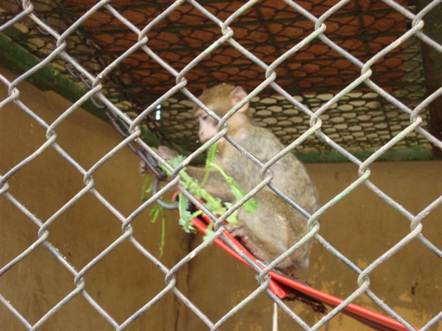 Plättli Zoo Frauenfeld