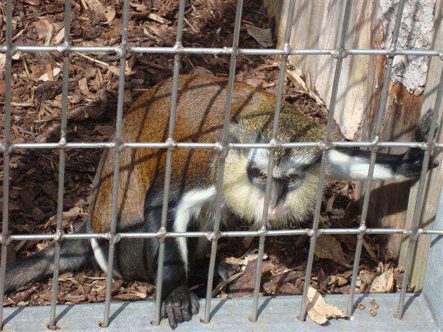 Walter Zoo