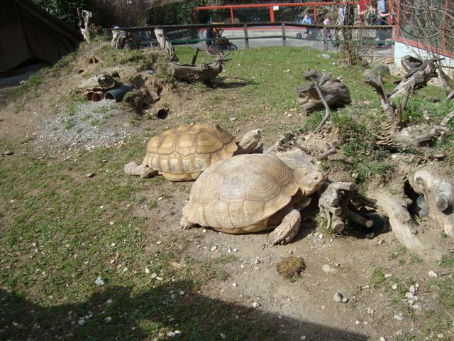Walter Zoo