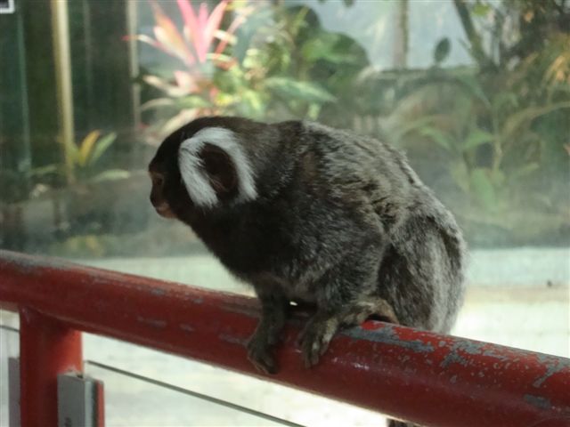 Walter Zoo