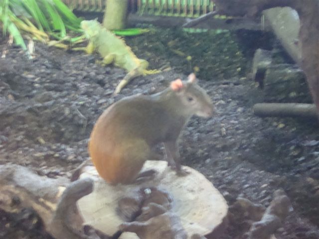 Walter Zoo
