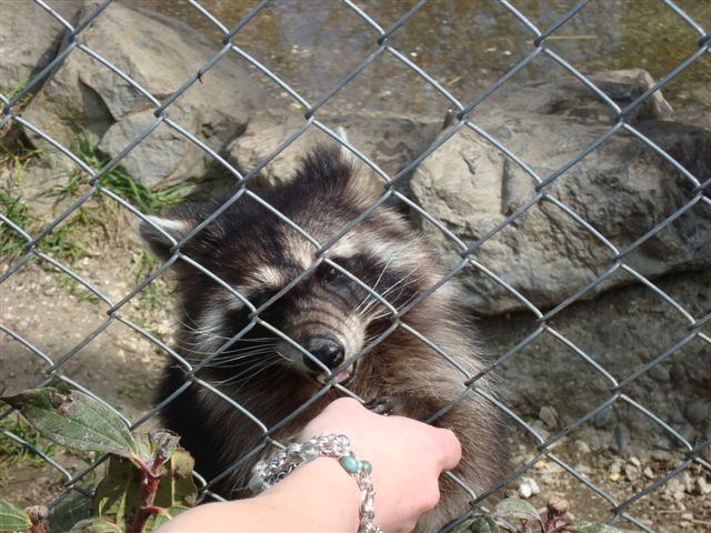 Walter Zoo