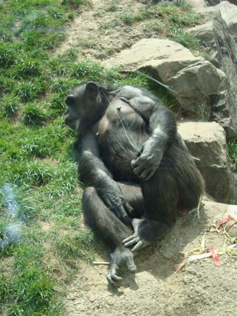 Walter Zoo