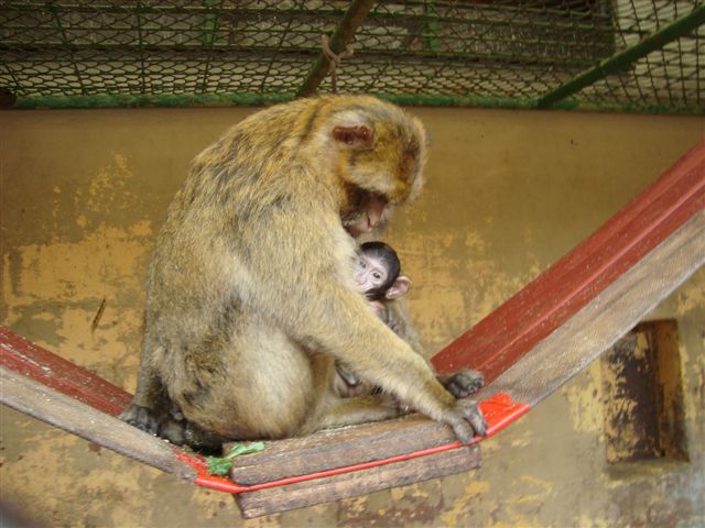 Plättli Zoo Frauenfeld
