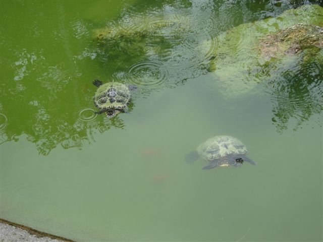 Plättli Zoo Frauenfeld