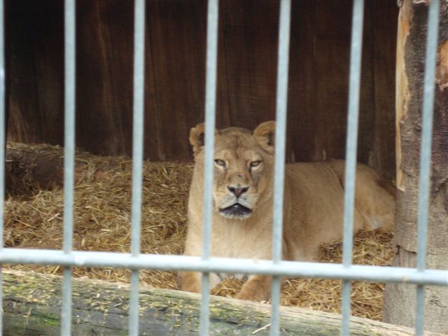 Plättli Zoo Frauenfeld