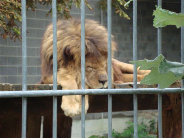 Plättli Zoo Frauenfeld