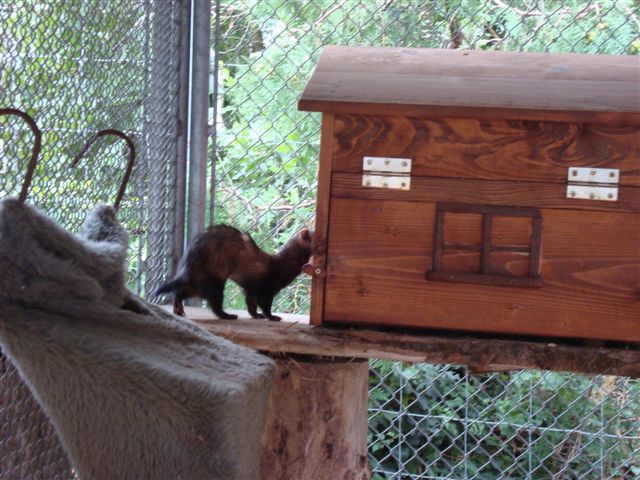 Plättli Zoo Frauenfeld