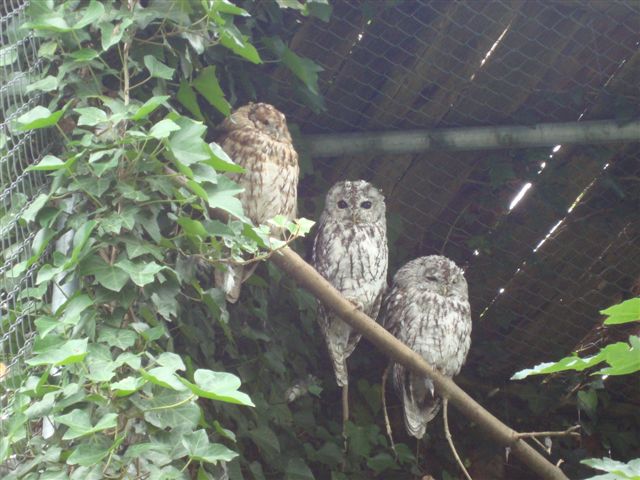 Plättli Zoo Frauenfeld