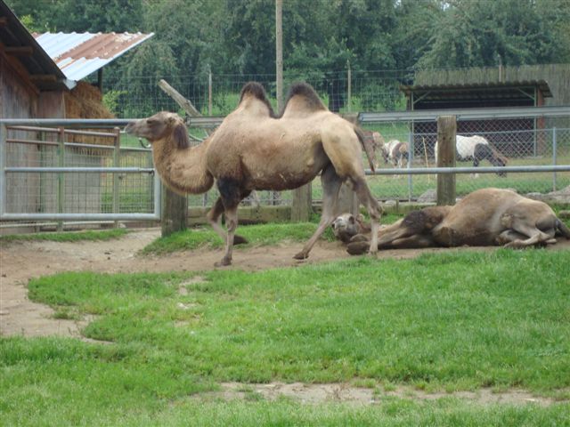 Plättli Zoo Frauenfeld